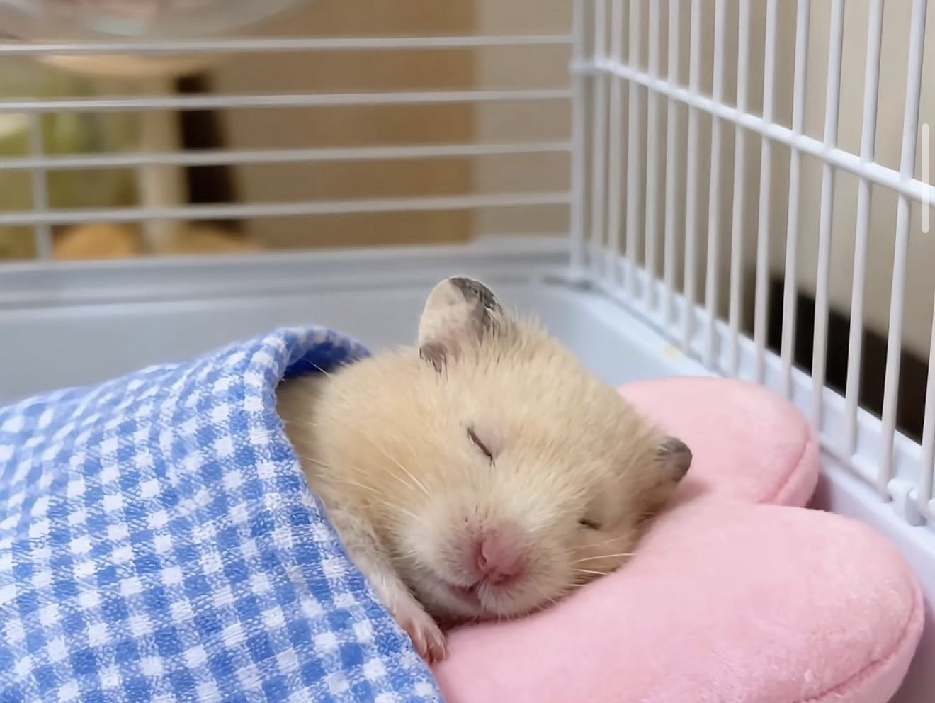 NASA sleeping