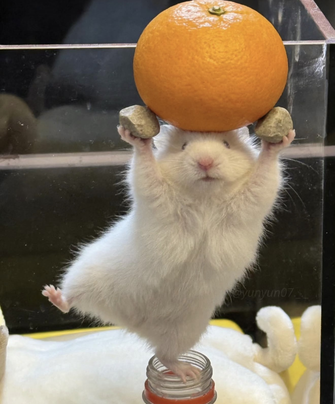 NASA balancing an orange